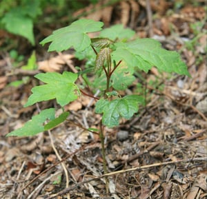 Sycamore (Acer pseudoplatanus) seedling with lobed leaves growing in bark mulch