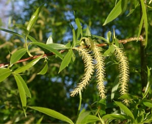 Long yellow-green catkins of crack willow (Salix × fragilis) hanging among narrow leaves