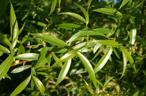 Long, narrow, finely toothed leaves of crack willow (Salix × fragilis)