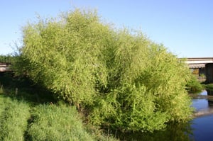 Large crack willow (Salix × fragilis) tree overhanging a riverbank and choking the waterway