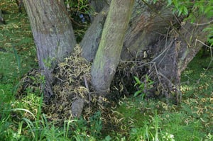 Multiple thick trunks at the base of a mature crack willow (Salix × fragilis) tree