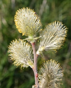Fluffy pale-yellow male catkins of grey willow (Salix cinerea) in early spring