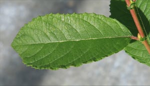 Oval leaf of grey willow (Salix cinerea) with finely toothed edges and a red-tinged stalk