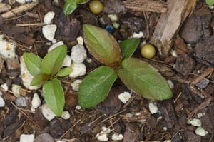 Grey willow (Salix cinerea) seedlings sprouting from bare soil