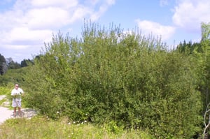 Dense thicket of grey willow (Salix cinerea) smothering a wetland beside a walking track in New Zealand