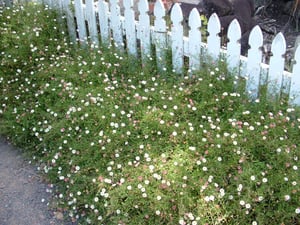 Mexican daisy spilling along a white picket fence and path edge