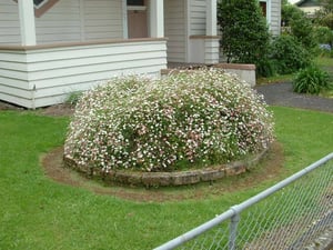 Large rounded clump of Mexican daisy growing in a suburban garden