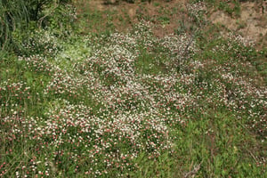 Large area of ground carpeted by Mexican daisy