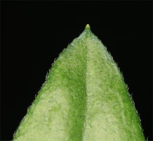 Close-up of a narrow Mexican daisy leaf