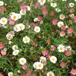 Dense mat of Mexican daisy (Erigeron karvinskianus) covered in small white and pink daisies