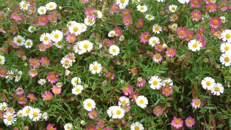 Dense mat of Mexican daisy (Erigeron karvinskianus) covered in small white and pink daisies