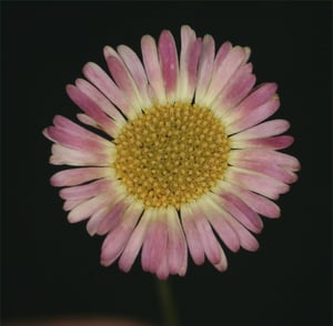 Close-up of an older Mexican daisy flower that has turned pink