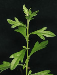 Upright Mexican daisy shoot with small narrow leaves