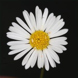 Close-up of a white Mexican daisy flower with a yellow centre