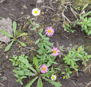 Young Mexican daisy plants with pink flowers growing on bare ground