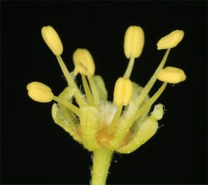 Close-up of a single sycamore (Acer pseudoplatanus) flower showing long yellow stamens
