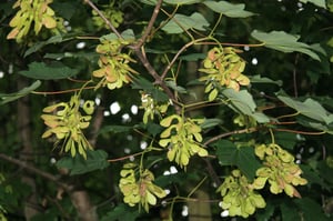 Sycamore (Acer pseudoplatanus) branch with several drooping yellow-green flower clusters among the leaves