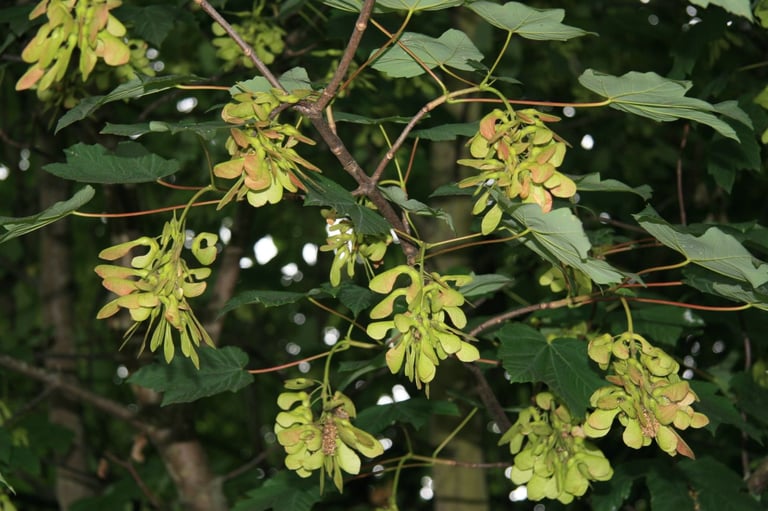 Sycamore (Acer pseudoplatanus) branch with several drooping yellow-green flower clusters among the leaves
