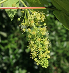 Hanging cluster of small yellow-green sycamore (Acer pseudoplatanus) flowers