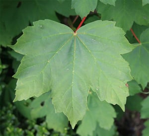 Sycamore (Acer pseudoplatanus) leaf – large, five-lobed with toothed edges and a reddish leaf stalk