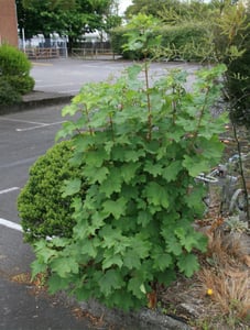Self-sown sycamore (Acer pseudoplatanus) sapling growing in a garden bed beside a car park