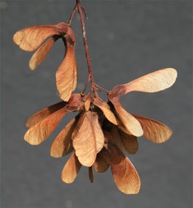 Cluster of brown winged sycamore (Acer pseudoplatanus) seeds hanging from a stalk