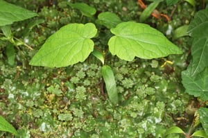Sycamore (Acer pseudoplatanus) seedling with its first pair of true leaves among ground cover