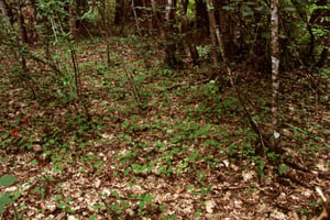 Dense carpet of sycamore (Acer pseudoplatanus) seedlings covering a forest floor