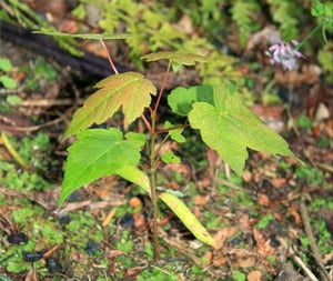 Young sycamore (Acer pseudoplatanus) seedlings growing through leaf litter