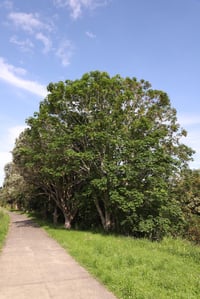 Mature sycamore (Acer pseudoplatanus) tree with a dense rounded canopy beside a footpath