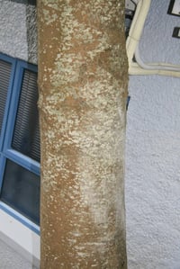 Smooth grey trunk and bark of a sycamore (Acer pseudoplatanus) tree