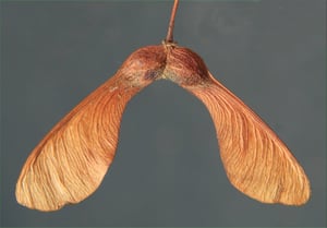 Pair of joined, papery winged sycamore (Acer pseudoplatanus) seeds – the "helicopter" seeds that spread on the wind