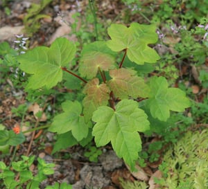Young sycamore (Acer pseudoplatanus) plant with lobed green leaves tinged red, growing among leaf litter