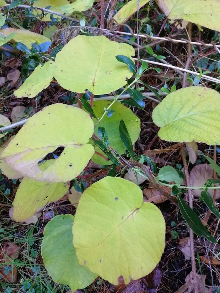 Wild kiwifruit leaves turning yellow in autumn