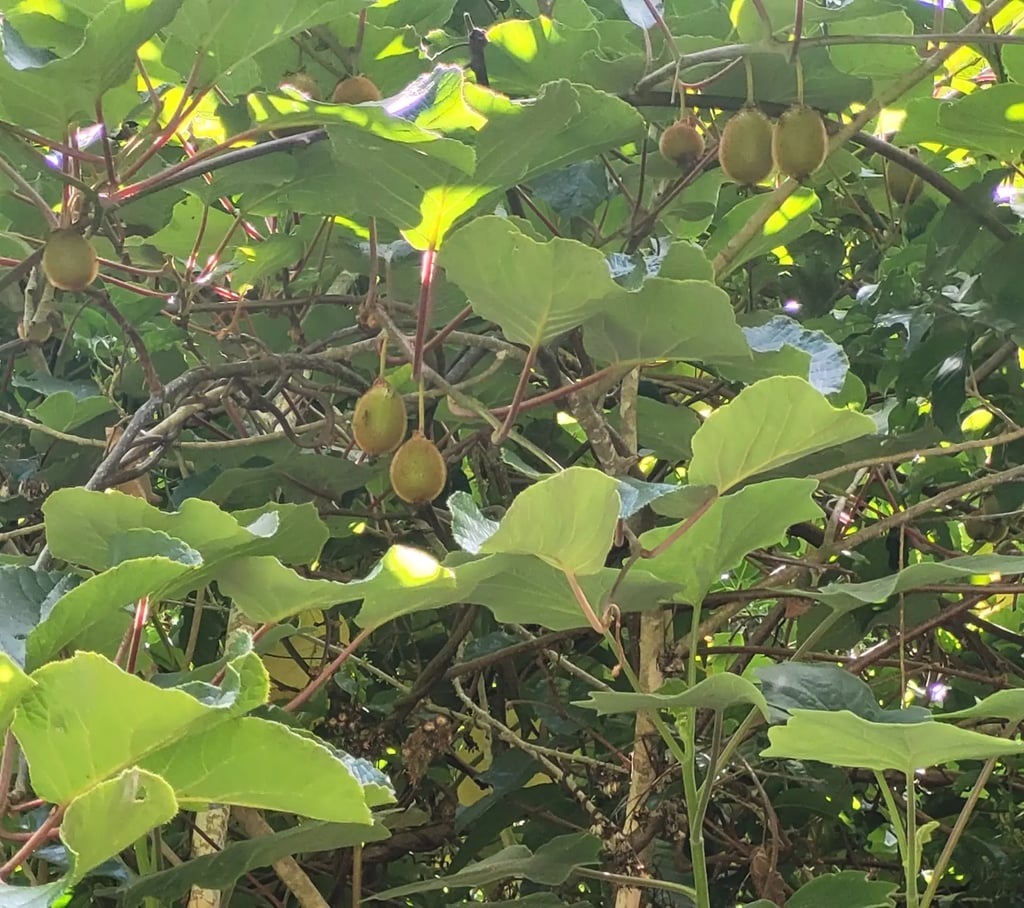 Cluster of brown hairy kiwifruit hanging among leaves on a wild vine