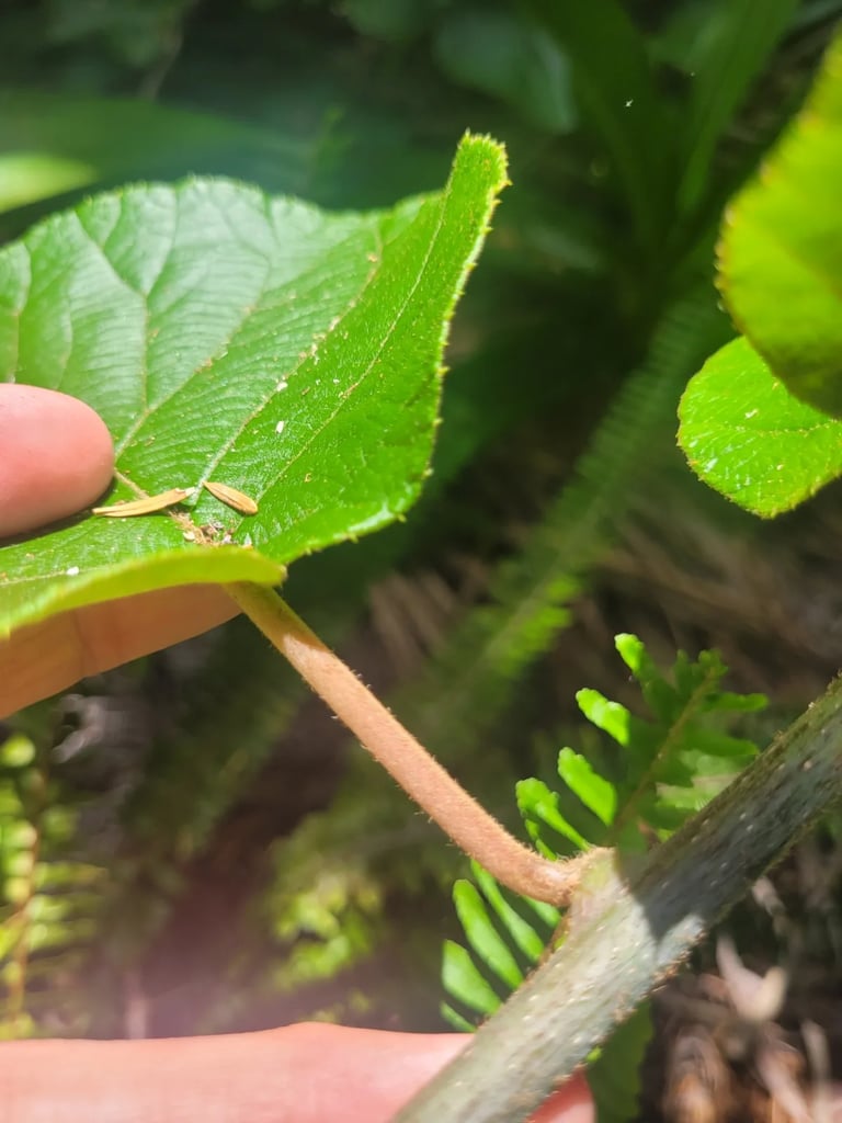 Close-up of a wild kiwifruit stem and leaf stalk covered in reddish-brown hairs