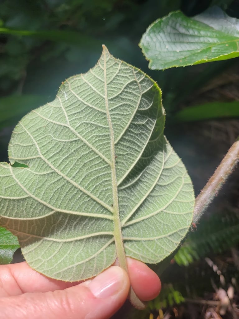 Hand holding a wild kiwifruit leaf showing its pale, hairy underside