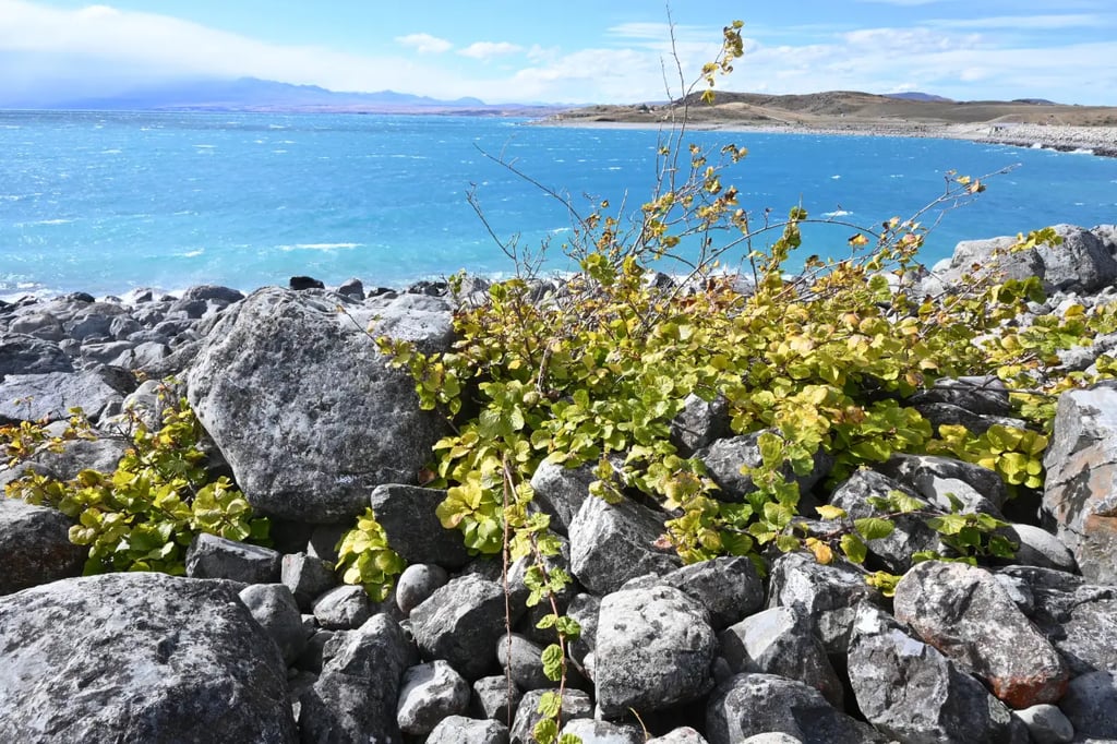 Wild kiwifruit vine with yellowing leaves growing over rocks on the shore of Lake Pukaki