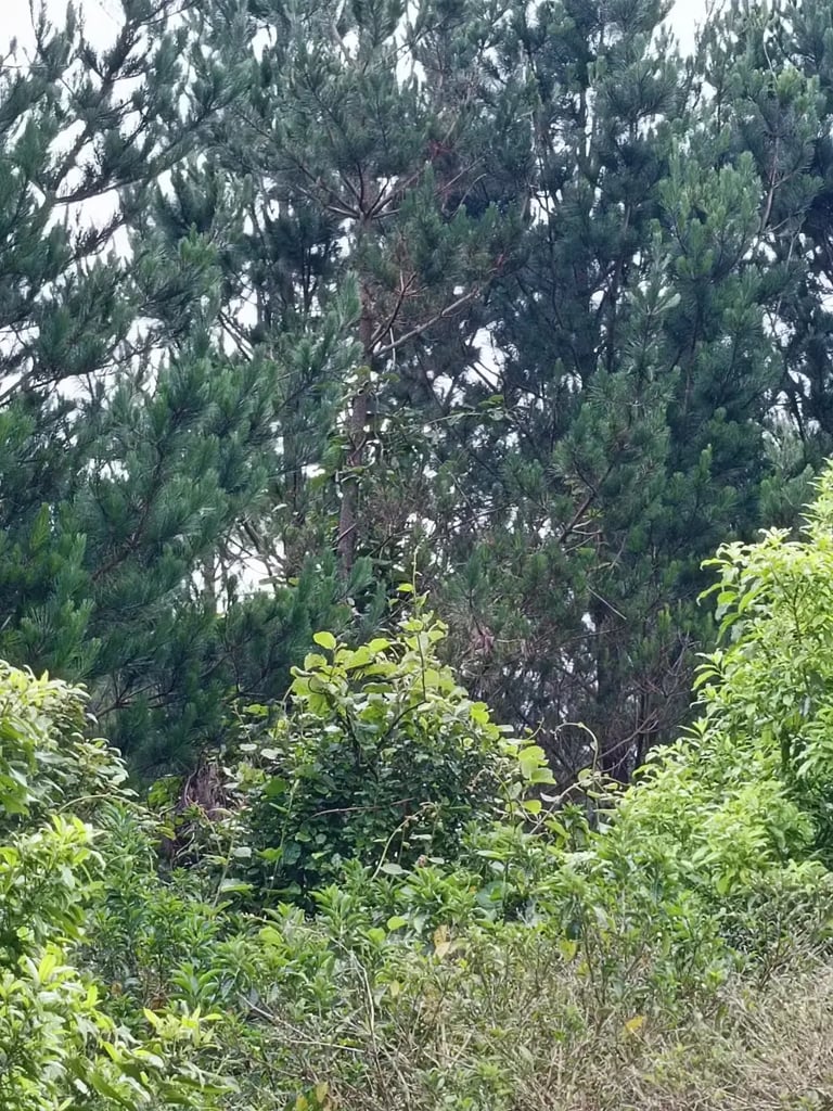 Wild kiwifruit vine spreading over bush and trees at Pikowai, Bay of Plenty