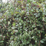 Dense wild kiwifruit vines smothering bush and scrub in New Zealand