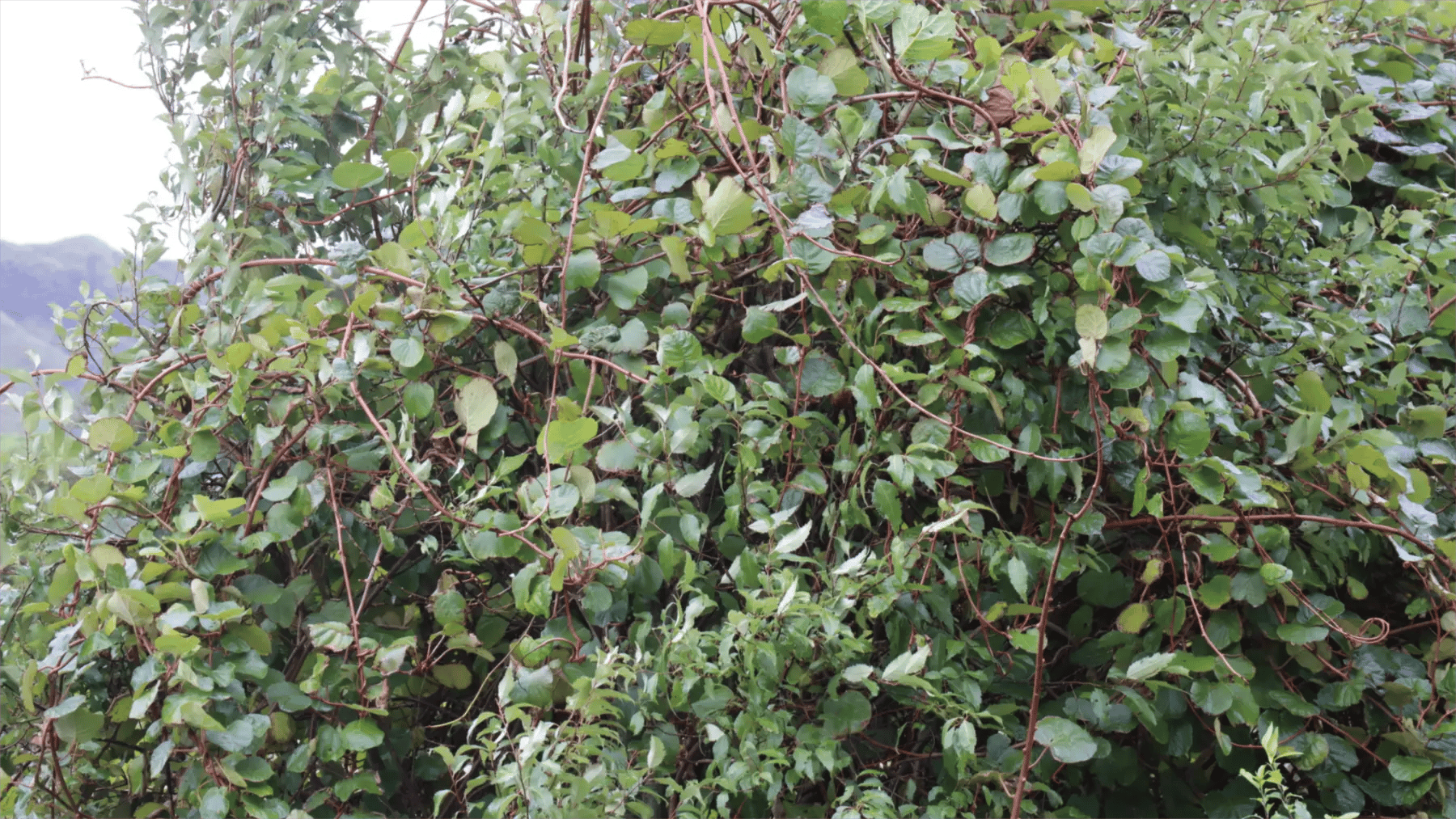 Dense wild kiwifruit vines smothering bush and scrub in New Zealand