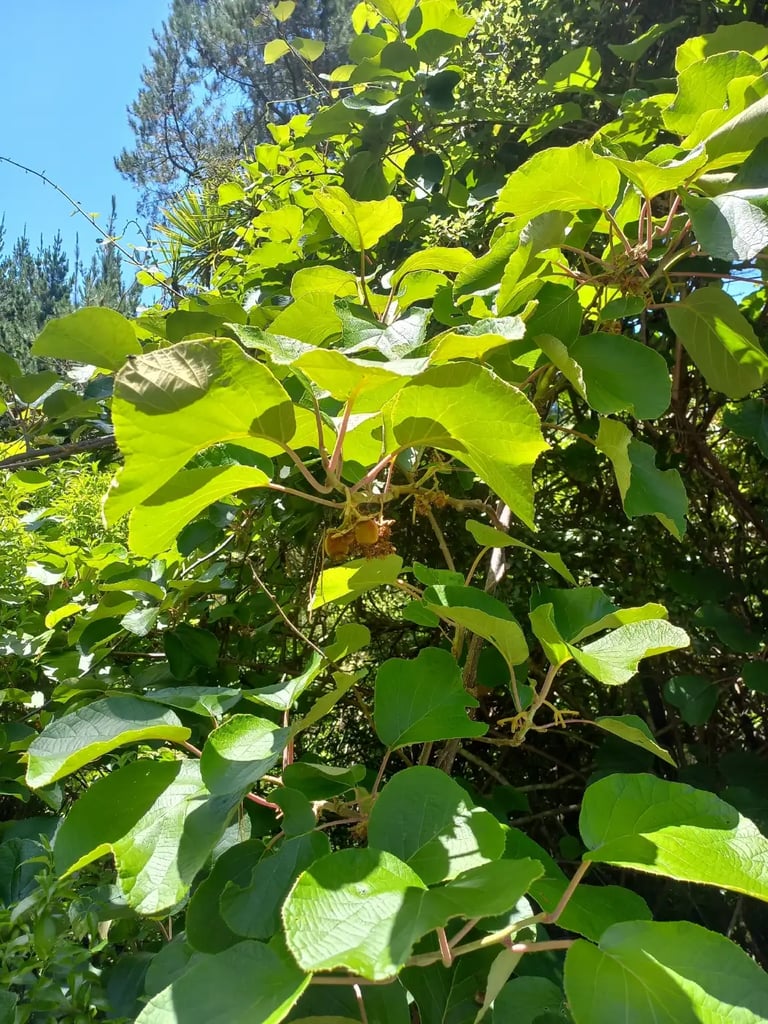 Large wild kiwifruit vine growing up into tree canopy near Kumeū, Auckland