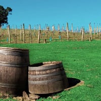 waiheke_vineyard