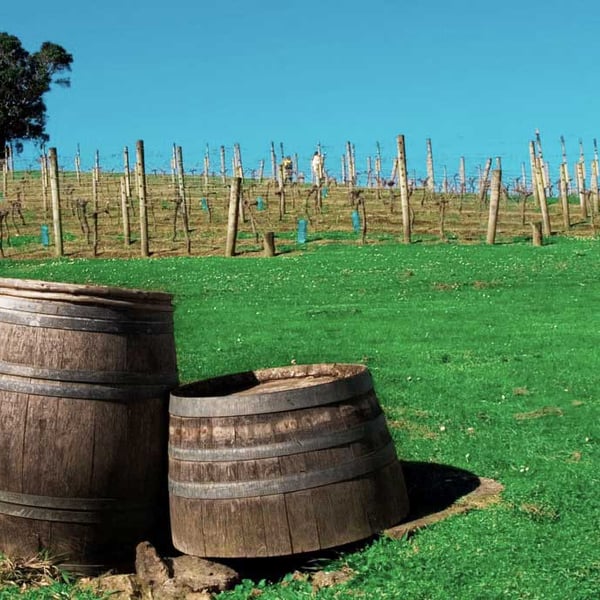 waiheke_vineyard waiheke_vineyard