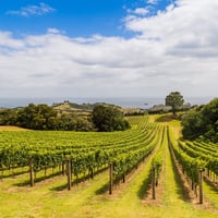 Waiheke Island History and Culture