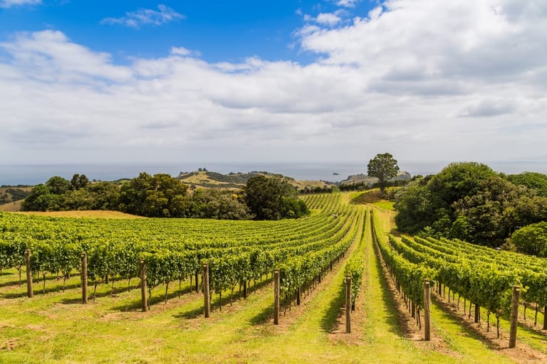 Waiheke Island History and Culture