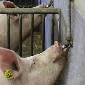 nipple-drinker-height-1509PIGdrinkers