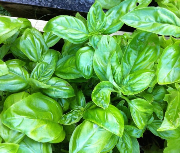 Basil