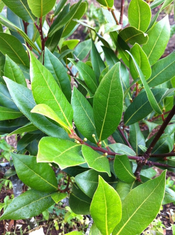 Bay leaves