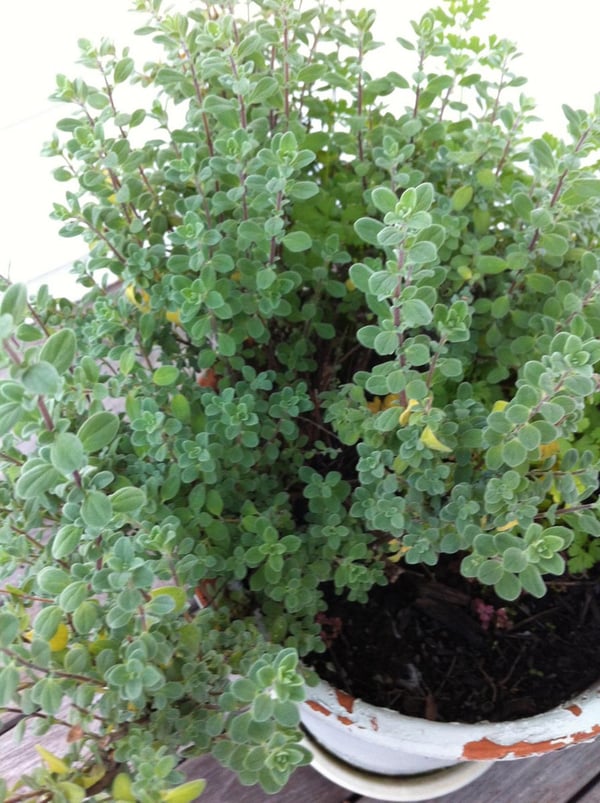 Marjoram